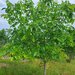 Negresti Oas, Satu Mare Teren 34000 mp,